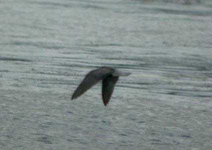 DSCN9125 c Black Tern Newton Co IN 9-5-11