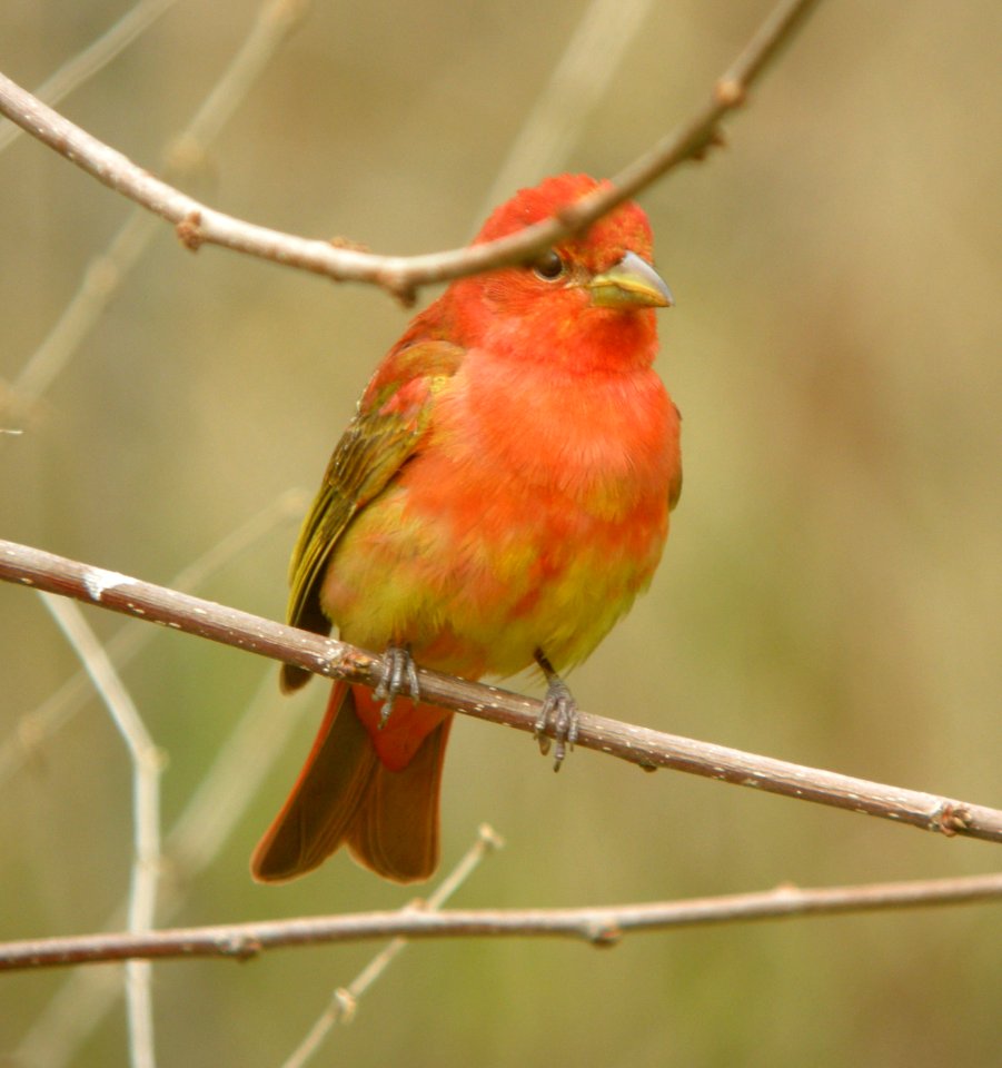 DSCN7127 c Summer Tanager Kankakee IL 5-18-11