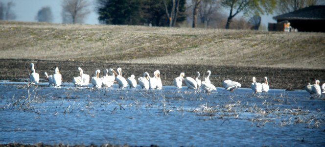 DSCN6623 c AW Pelican  Kankakee Co IL 4-29-11