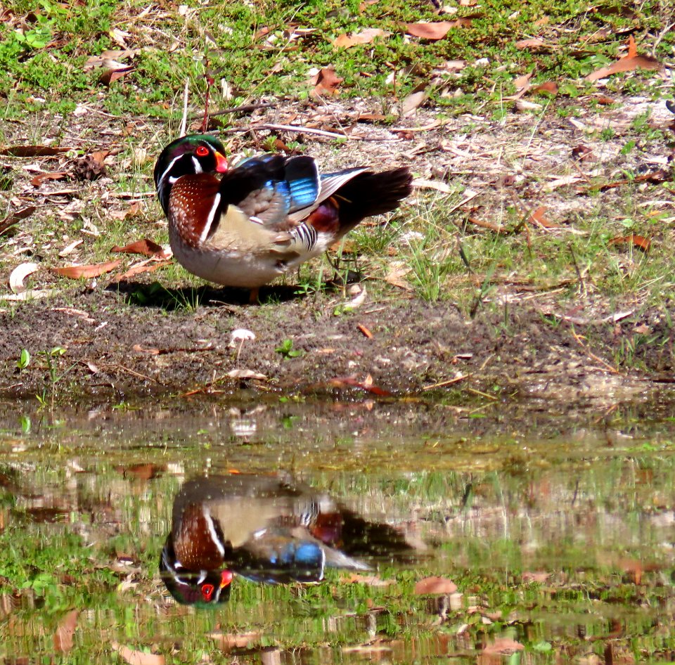 Male Wood Duck