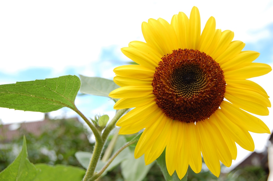 Flower nature yellow flower
