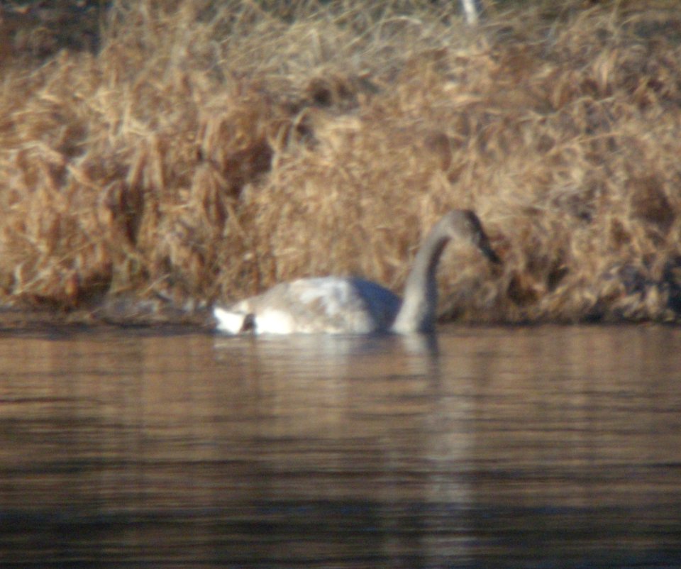 DSCN5767 c Trumpeter Swan (2 Immature) Wilmington IL 01-04-11