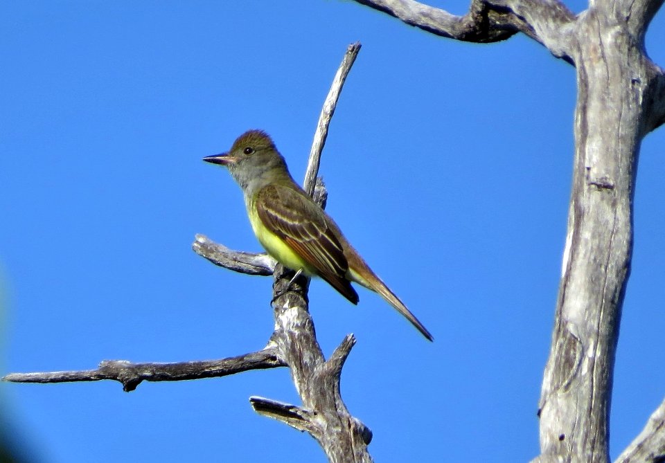 Great Crested Flycatcher