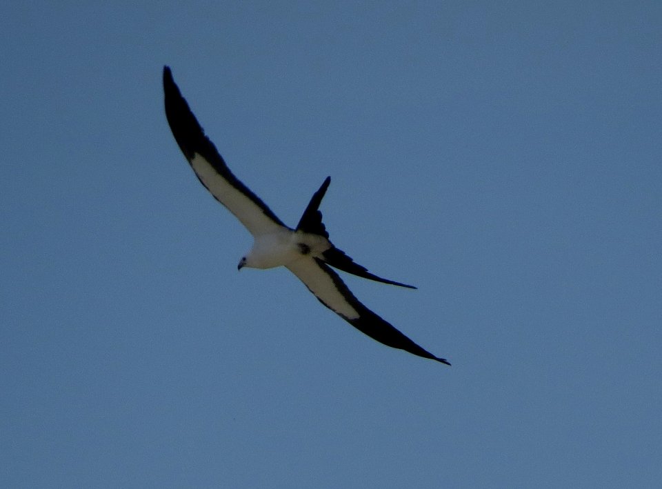 Swallow-tailed Kite
