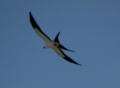 Swallow-tailed Kite
