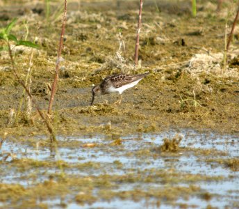 DSCN8137 c Least Sandpiper  Newton Co IN 7-19-11