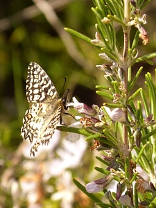 Butterfly rosemary spring photo