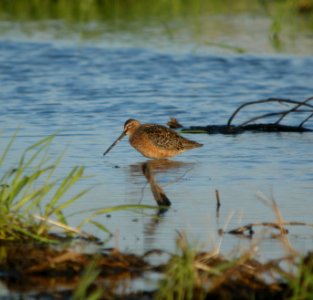 DSCN6735 c Long-billed Dowitcher Newton Co IN 5-4-11