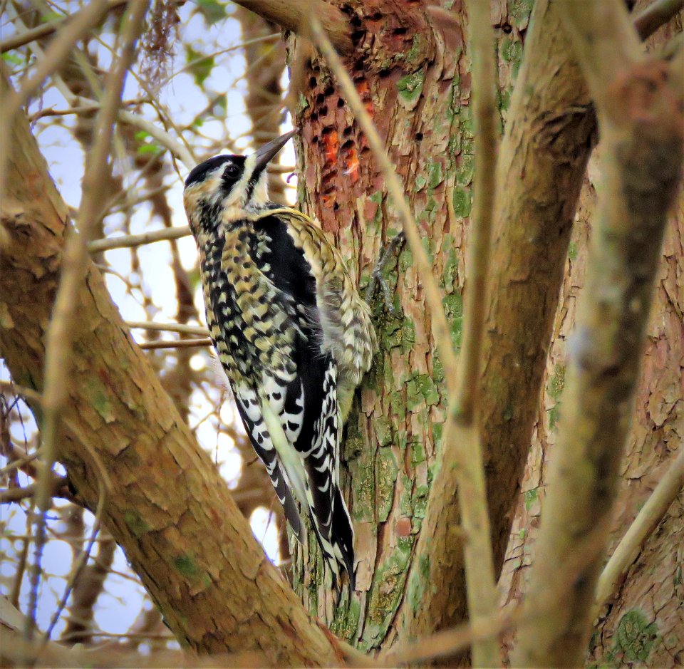 Yellow-bellied Sapsucker