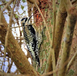 Yellow-bellied Sapsucker