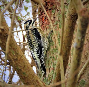 Yellow-bellied Sapsucker photo