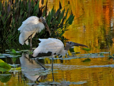 Wood Storks