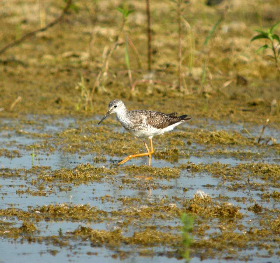 DSCN8217 c Lesser Yellowlegs  Newton Co IN 7-19-11