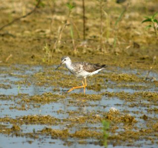 DSCN8217 c Lesser Yellowlegs  Newton Co IN 7-19-11
