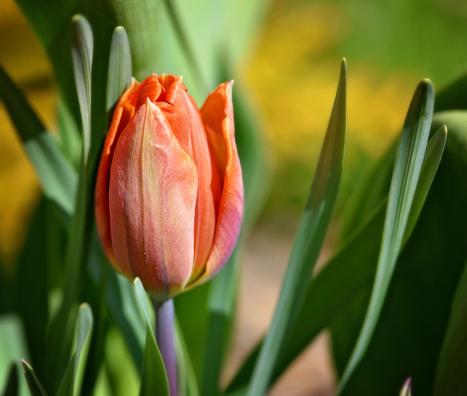 Bloom schnittblume spring flower
