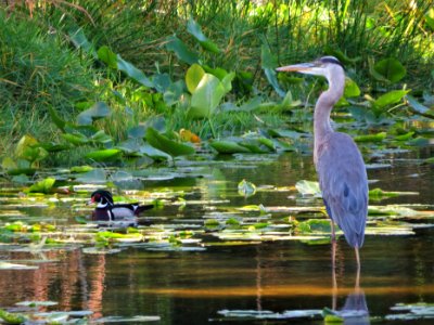 Great Blue Heron and Wood Duck