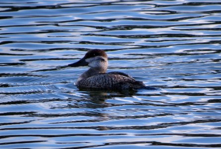 Ruddy Duck photo