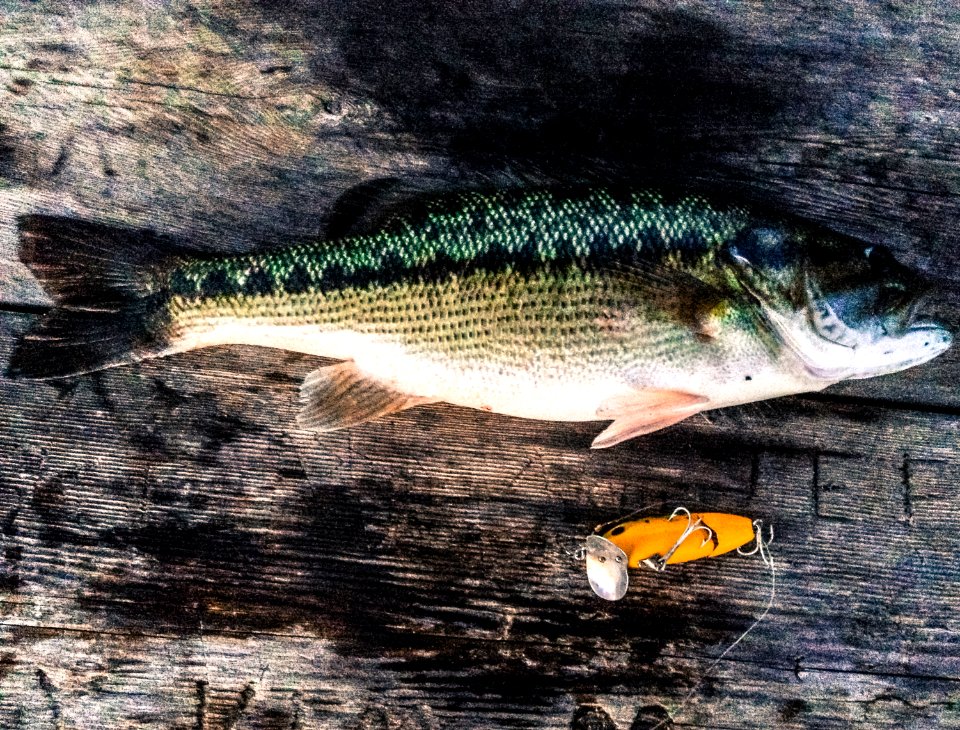 Day 301 - Catch of the Day