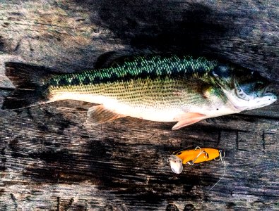 Day 301 - Catch of the Day