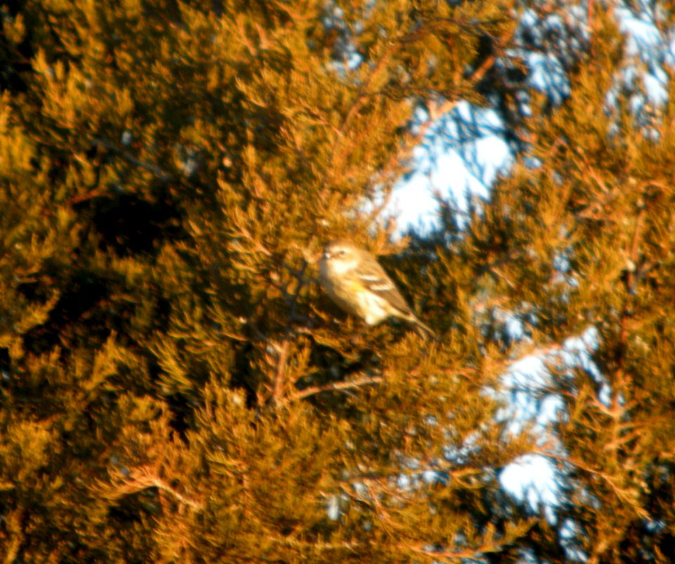 DSCN0646 c Yellow-rumped Warbler  Kankakee Co IL 1-10-11