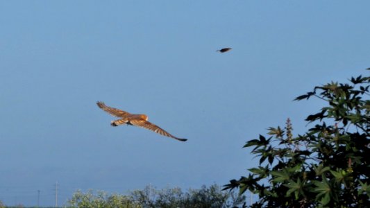 Barn Owl photo