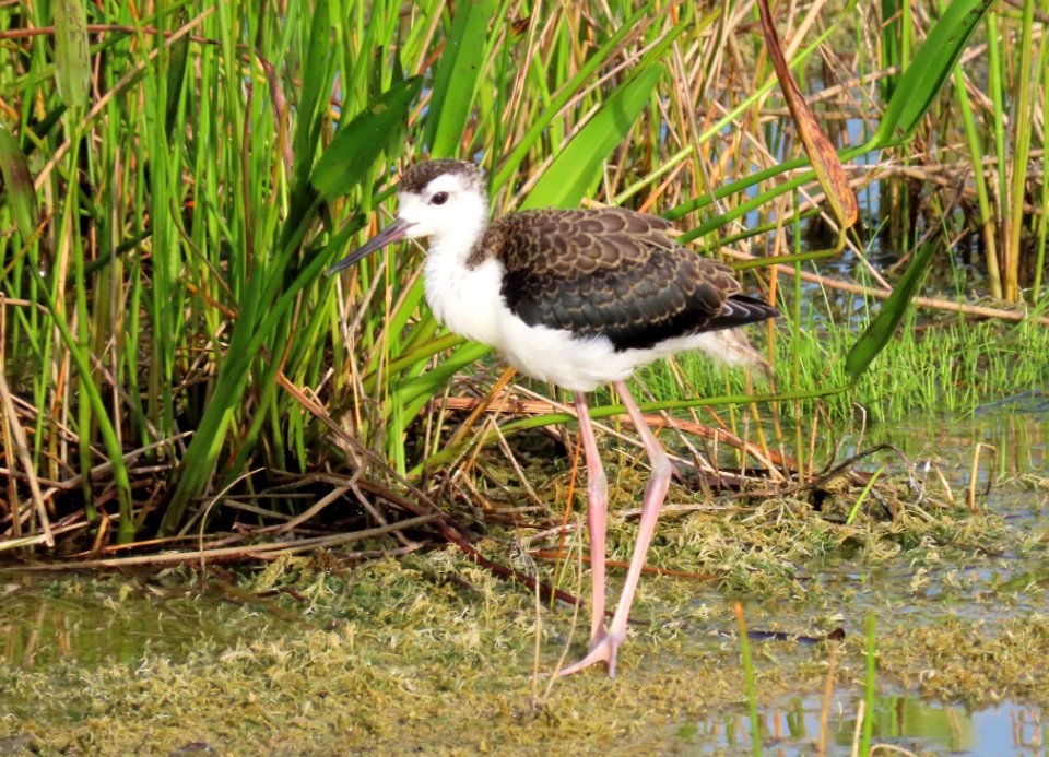 Juvenile Black-necked Stilt