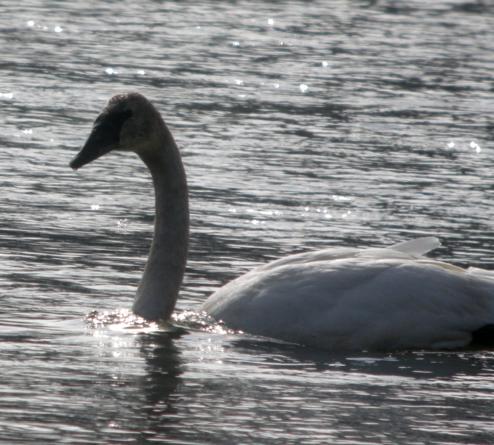 DSCN6303 c Trumpeter Swan (Immature) Kankakee Co IL 2-27-11