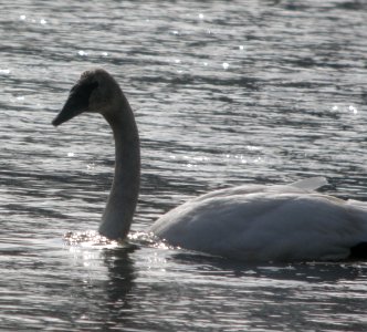 DSCN6303 c Trumpeter Swan (Immature) Kankakee Co IL 2-27-11