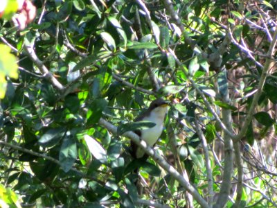 Yellow-billed Cuckoo