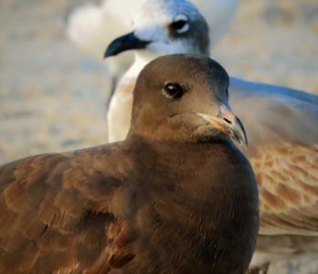 Heermann’s Gull photo