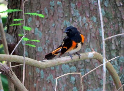 American Redstart
