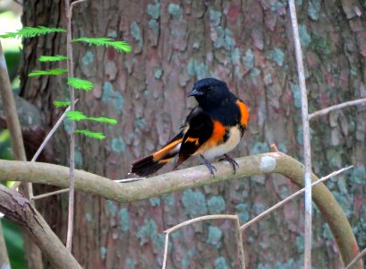 American Redstart photo