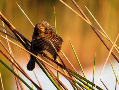 Red-winged Blackbird photo