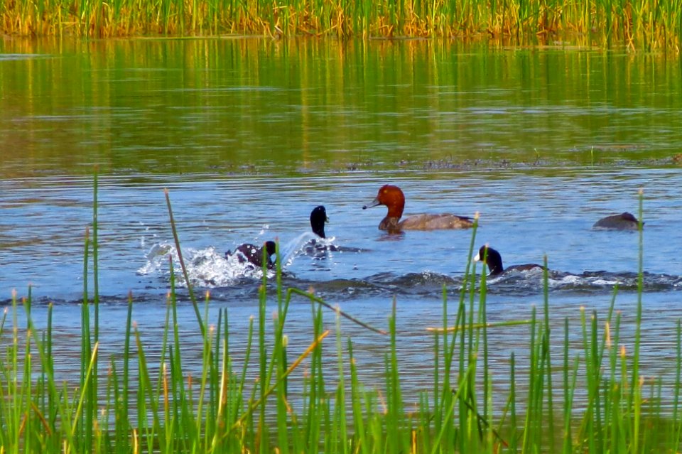 Redhead Duck