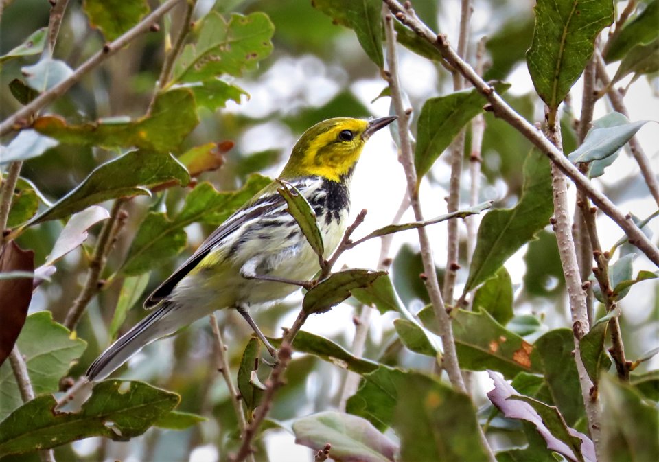 Black-throated Green Warbler