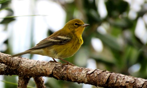 Pine Warbler photo