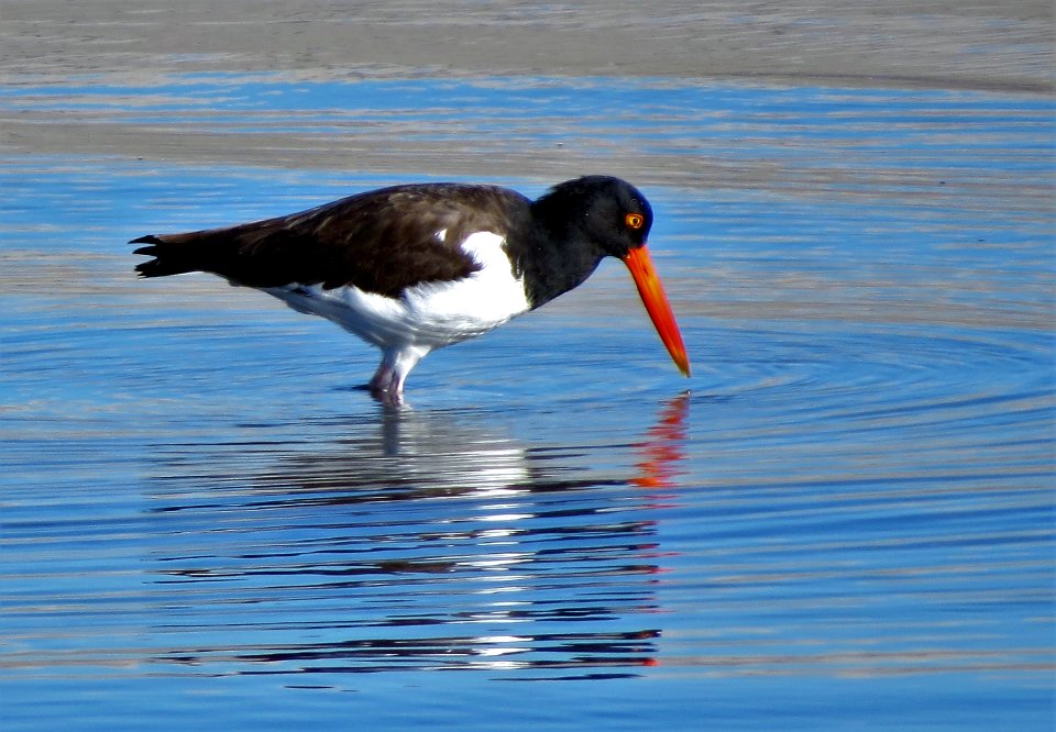 America Oystercatcher