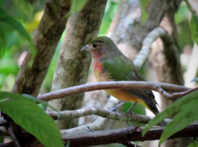 Young male Painted Bunting