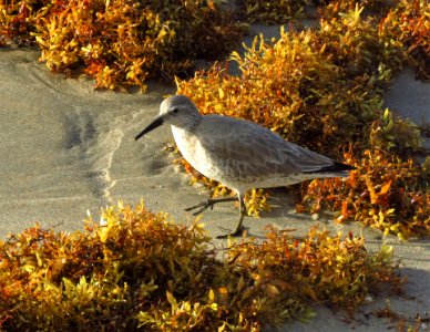 Adult Red Knot