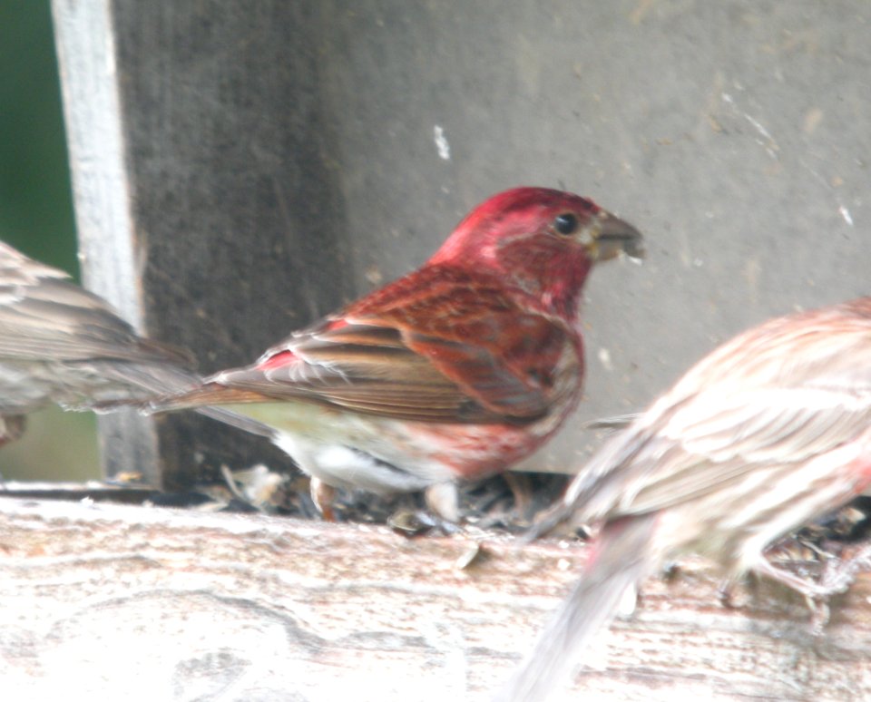 DSCN7465 c Purple Finch  Kankakee Co IL 4-18-13