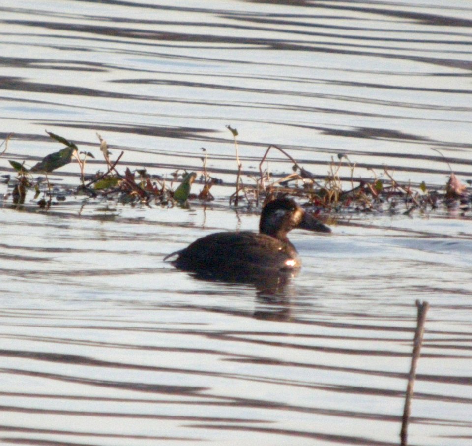 DSCN4525) c Surf Scoter Willow Slough IN 11-10-10