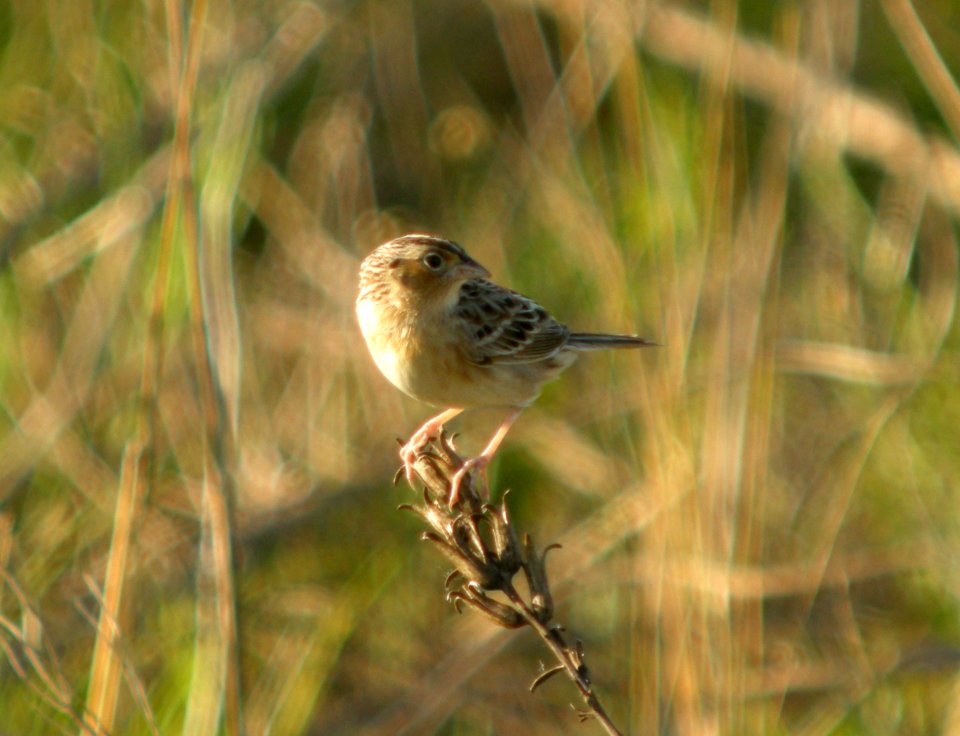 DSCN3001 c Grasshopper Sparrow  Newton Co IN 5-14-12