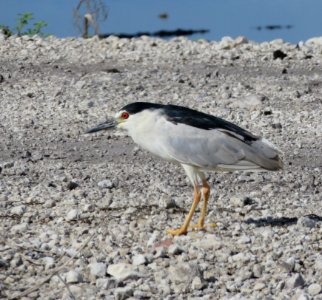 Black-crowned Night Heron photo