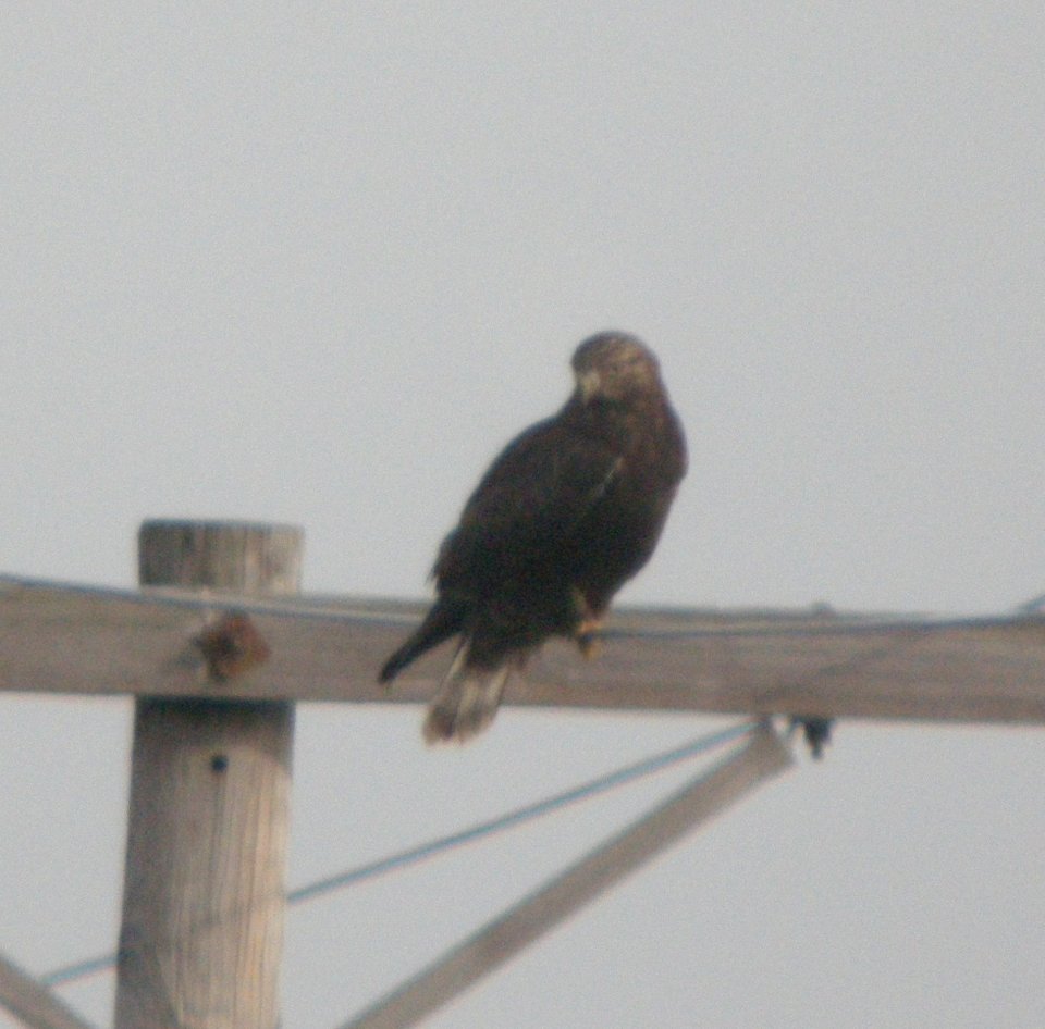 DSCN4897 c Rough-legged Hawk (Juvenile Dark Morph) Kankakee Co IL 12-3-10