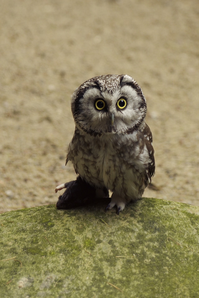 Bird tallinn zoo brown owl