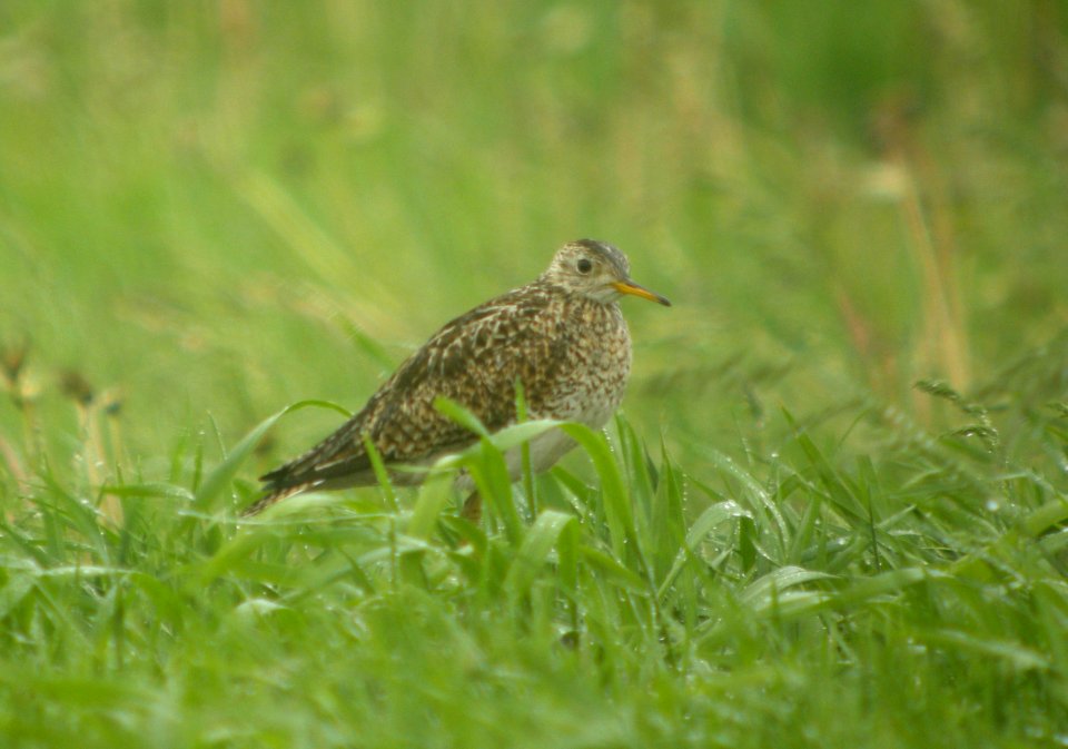 DSCN6991 c Upland Sandpiper Newton Co IN 5-15-11
