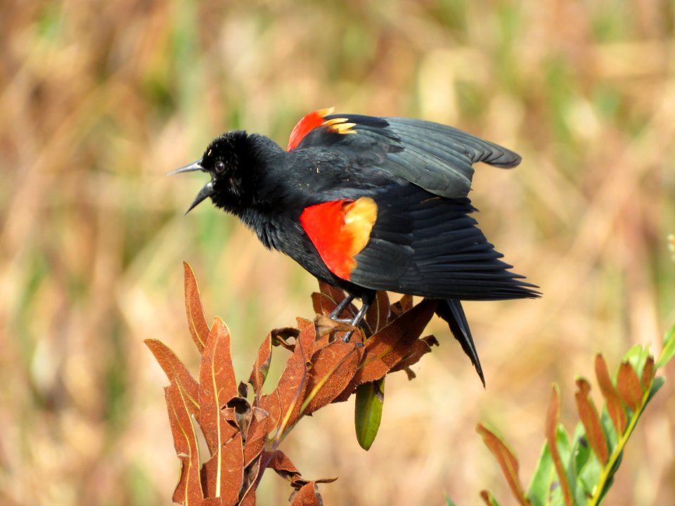 Red-winged Blackbird