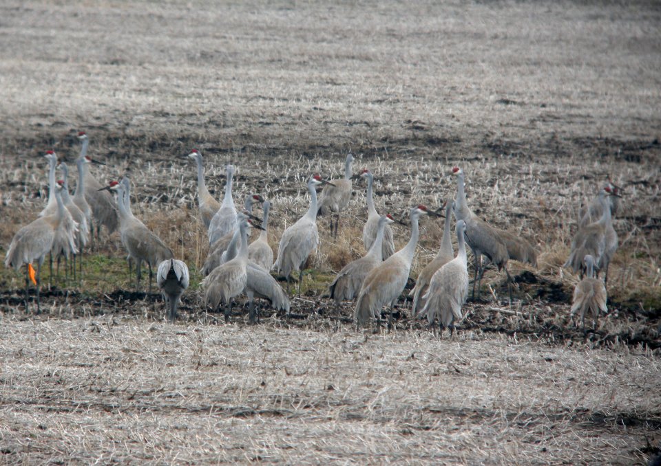 DSCN6314 c Sandhill Crane  Newton Co, IN 3-4-11