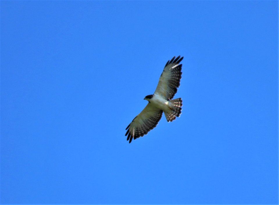 Short-tailed Hawk