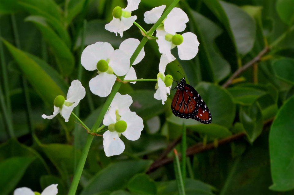 Lanceleaf Arrowhead flower and Soldier butterfly